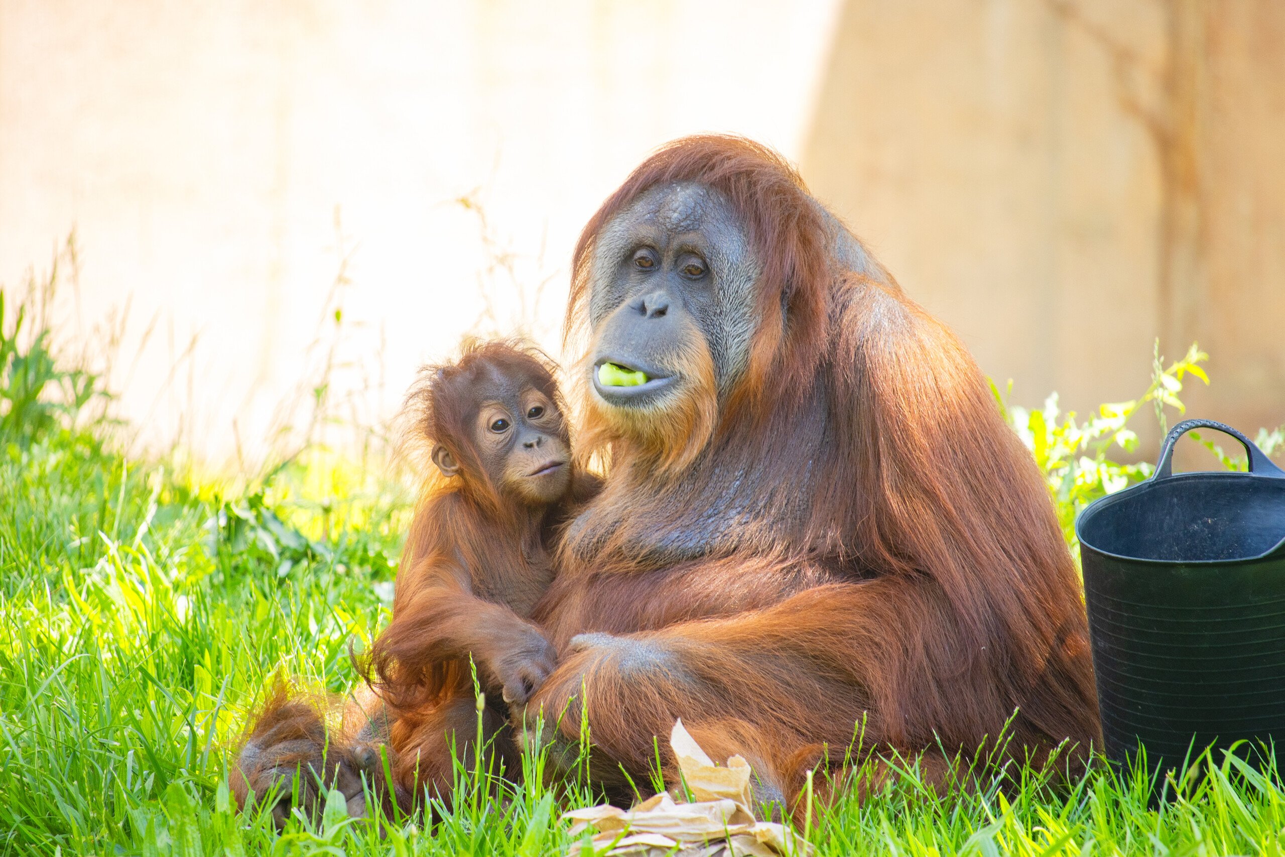 Jambi, a baby orangutan, sits in his mother Tua's arms in PECO Primate Reserve at Philadelphia Zoo.