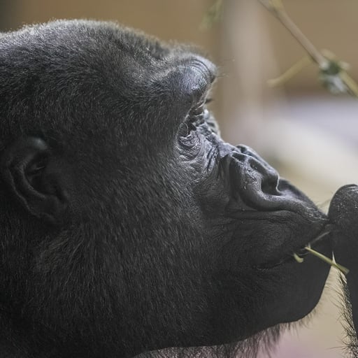 Tim Gallagher gorilla 1