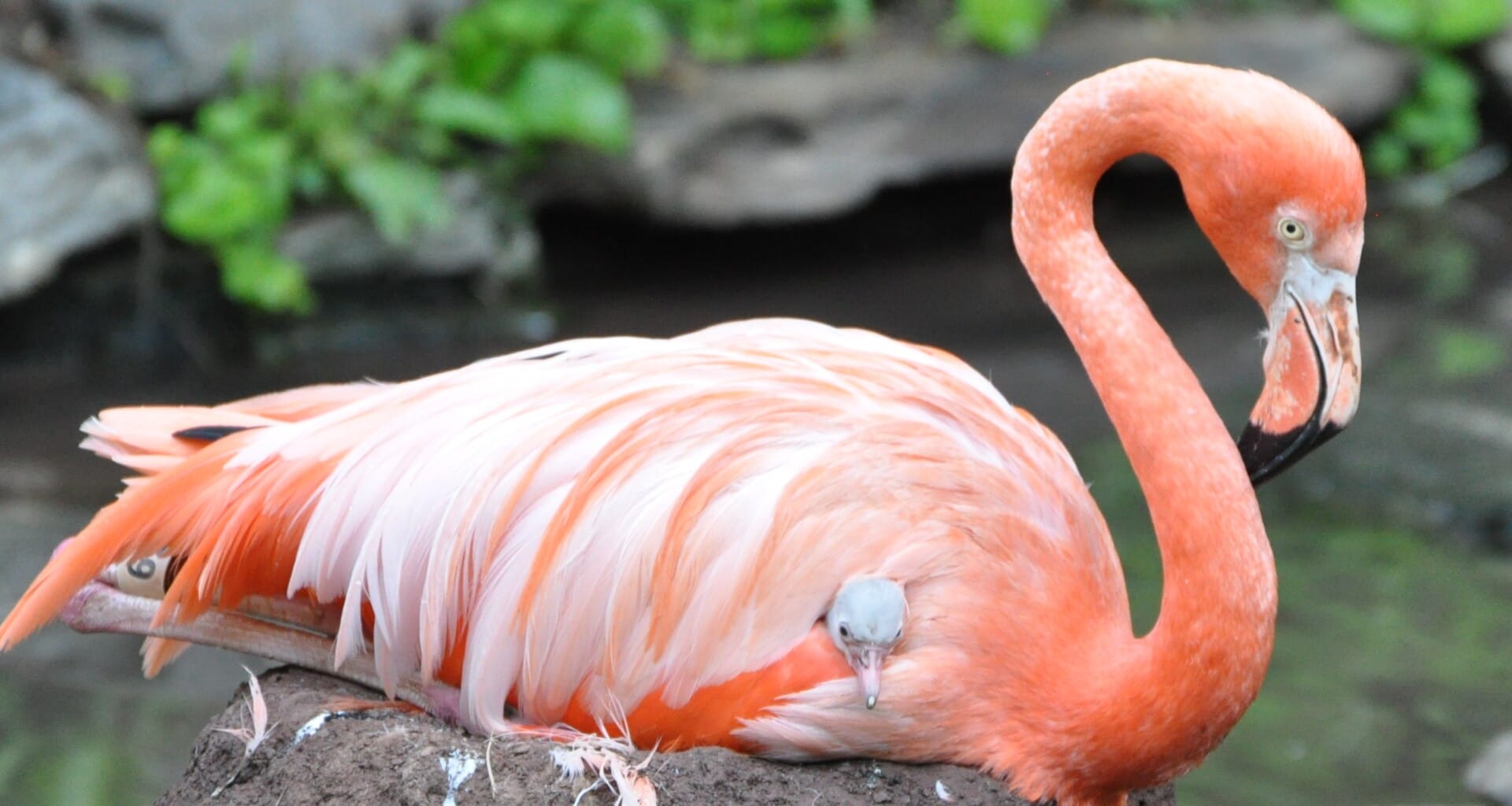 flamingo chick 1