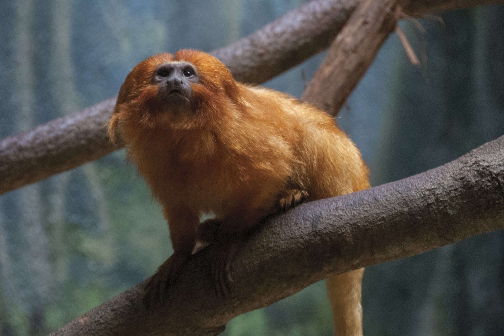 GoldenLionTamarin 0114