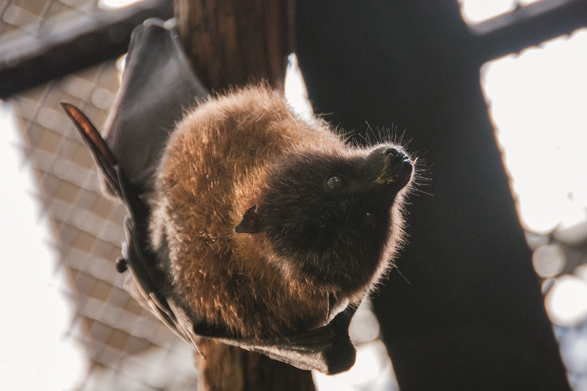 Rodrigues Fruit Bat