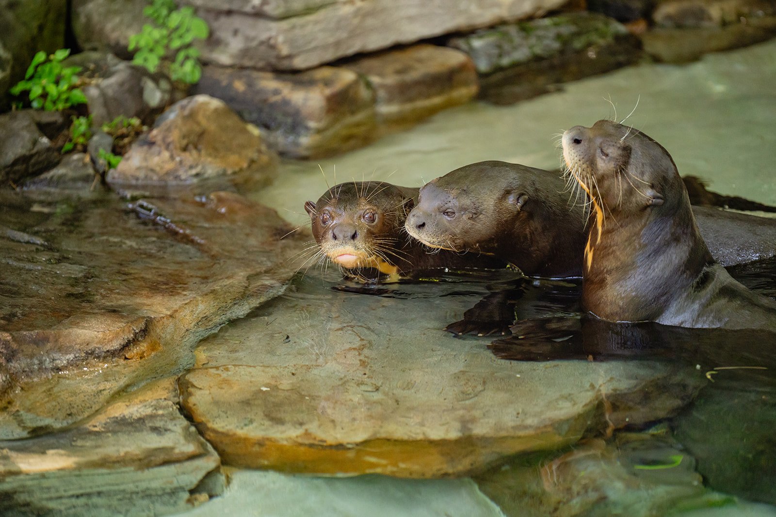 Giant river otters explore their habitat in Water is Life at Philadelphia Zoo.