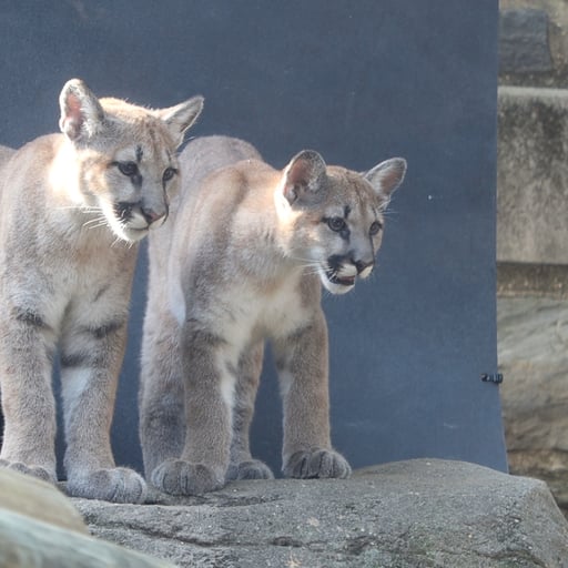 Puma cubs Elbroch right and Olympia left