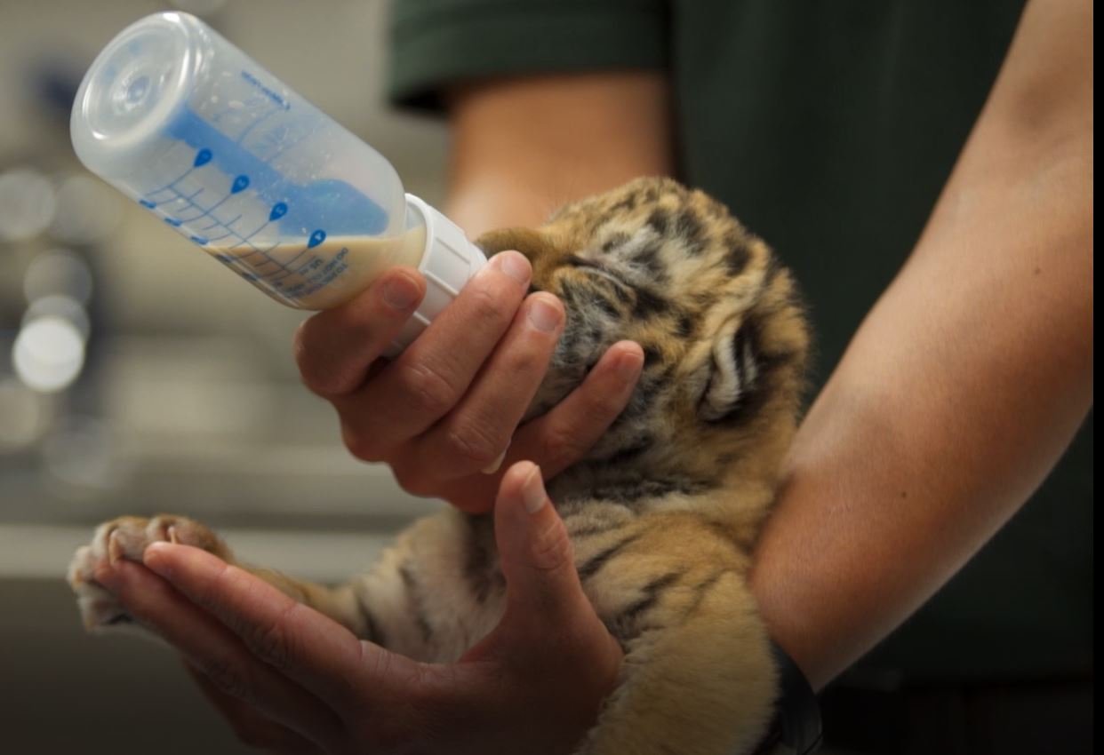 Amur tiger baby Zoya is bottle fed for last time by Philadelphia zookeepers before her journey to another zoo.