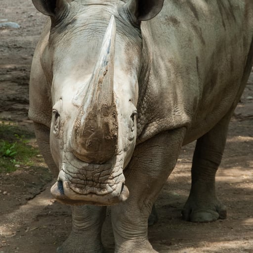 WhiteRhino 10