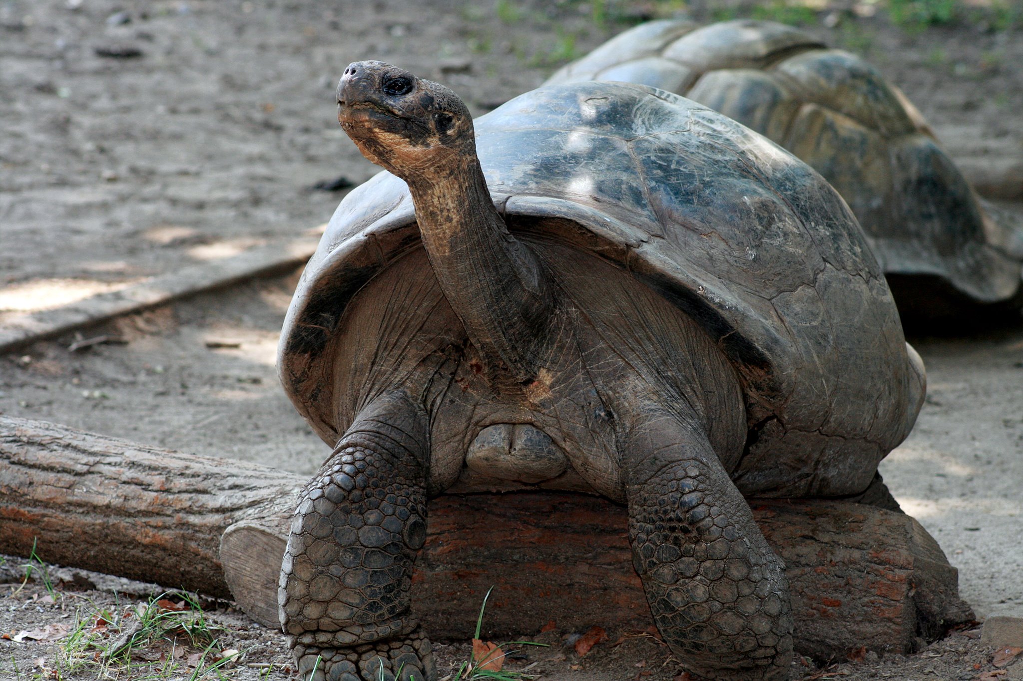Mommy the Galapagos tortoise in her enclosure at the Reptile and Amphibian House at Philadelphia Zoo.