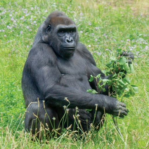 WesternLowlandGorilla Kira Browse 9575 1