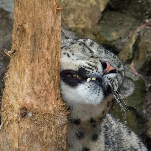 A snow leopard rubs its face on a scratching post in its habitat in Big Cat Falls at Philadelphia Zoo.