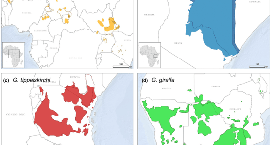 Updated range map for each of the four giraffe species in sub Saharan Africa Ranges are