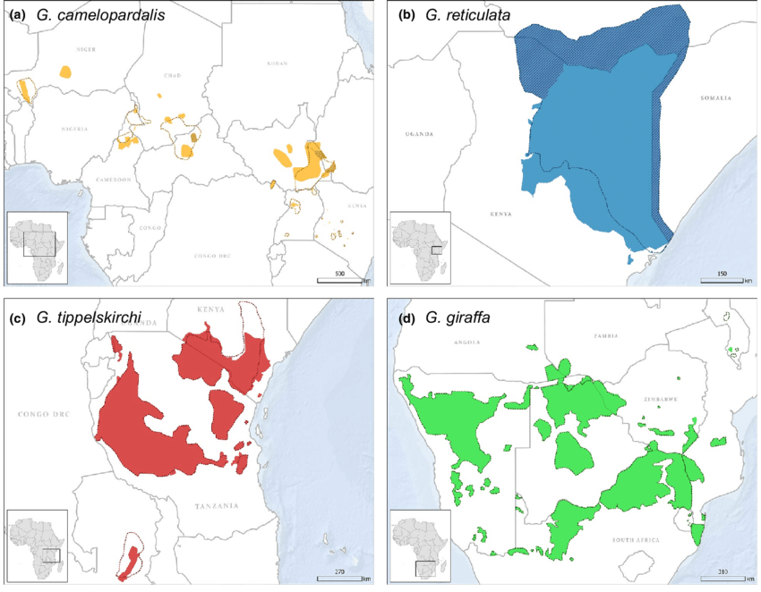 Updated range map for each of the four giraffe species in sub Saharan Africa Ranges are