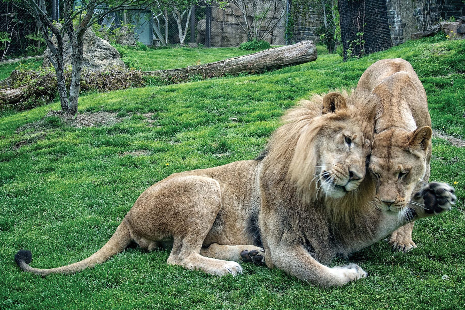 African Lions Tajiri and Makini in their habitat in Big Cat Falls at Philadelphia Zoo.