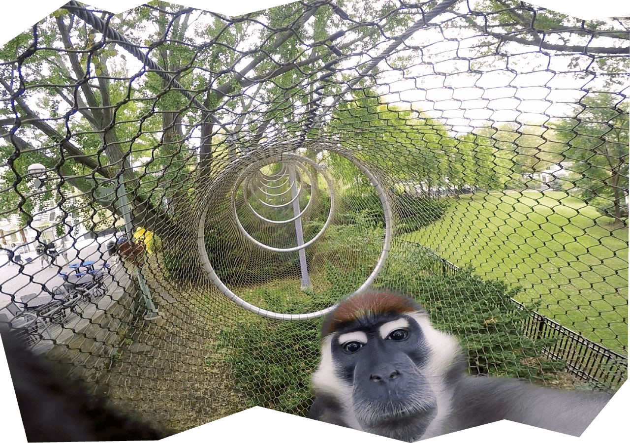 First extensions of Zoo360 open