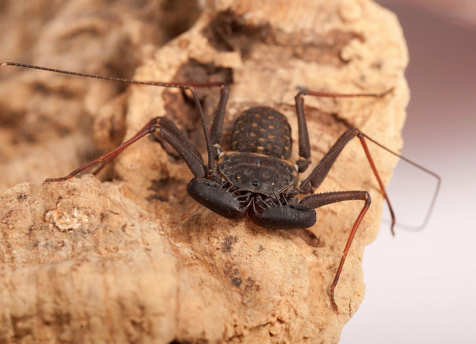 Spiders Alive Tailless whip scorpion