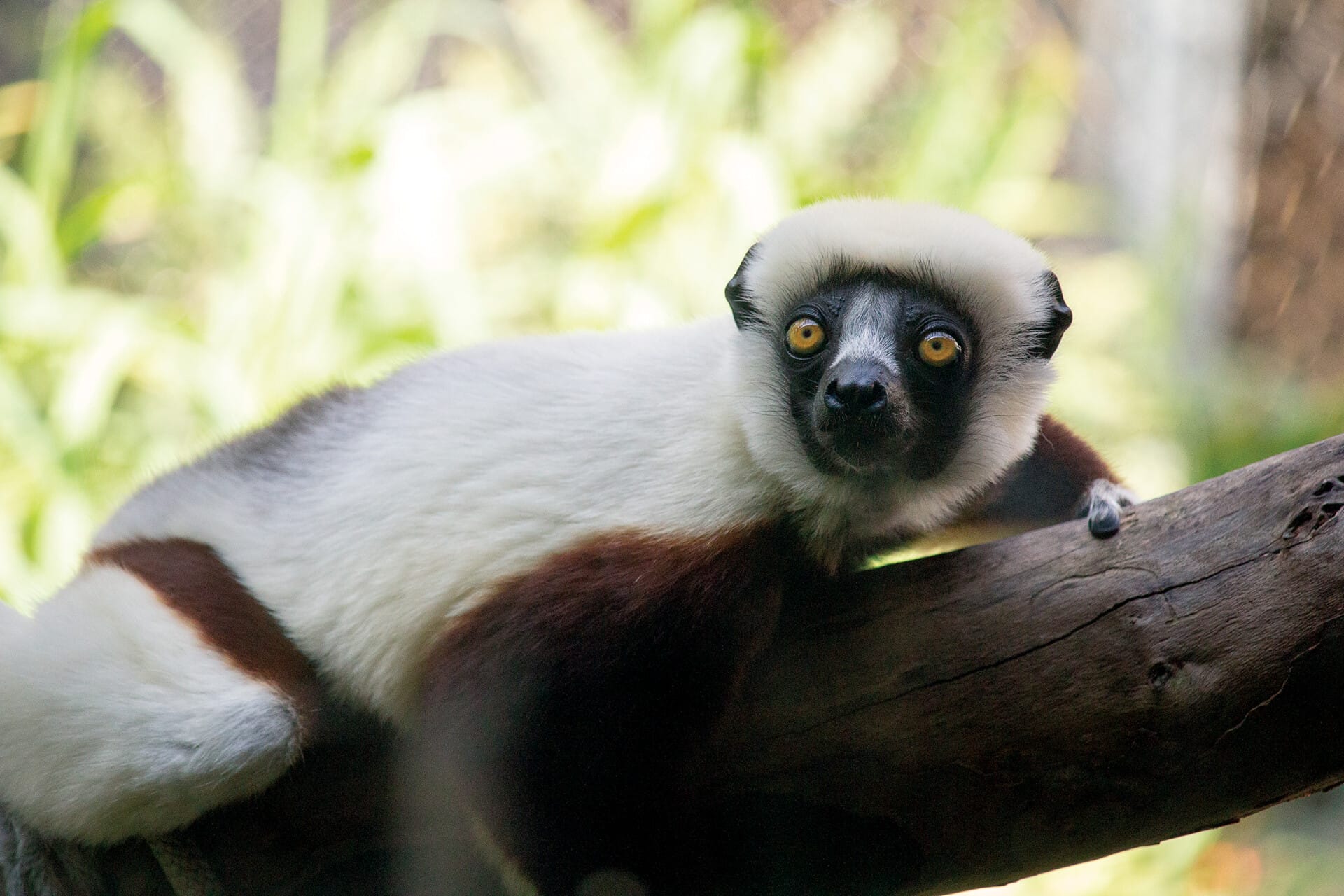 Coquerel’sSifaka 9148