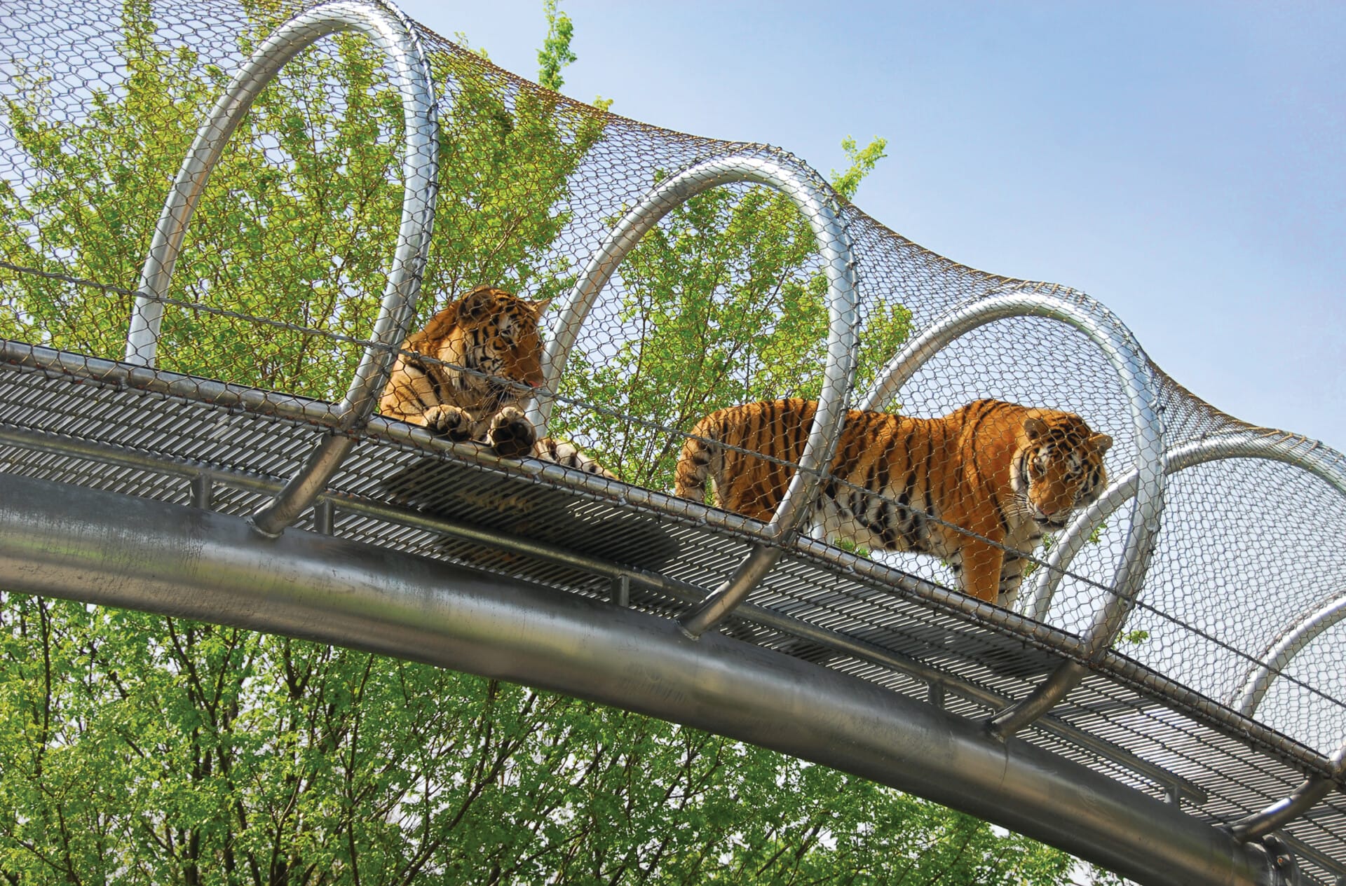 zoo360 tigers highres