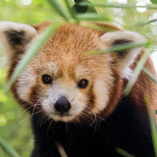 RedPanda Khumbie 0197