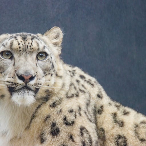 A snow leopard in its habitat in Big Cat Falls at Philadelphia Zoo.