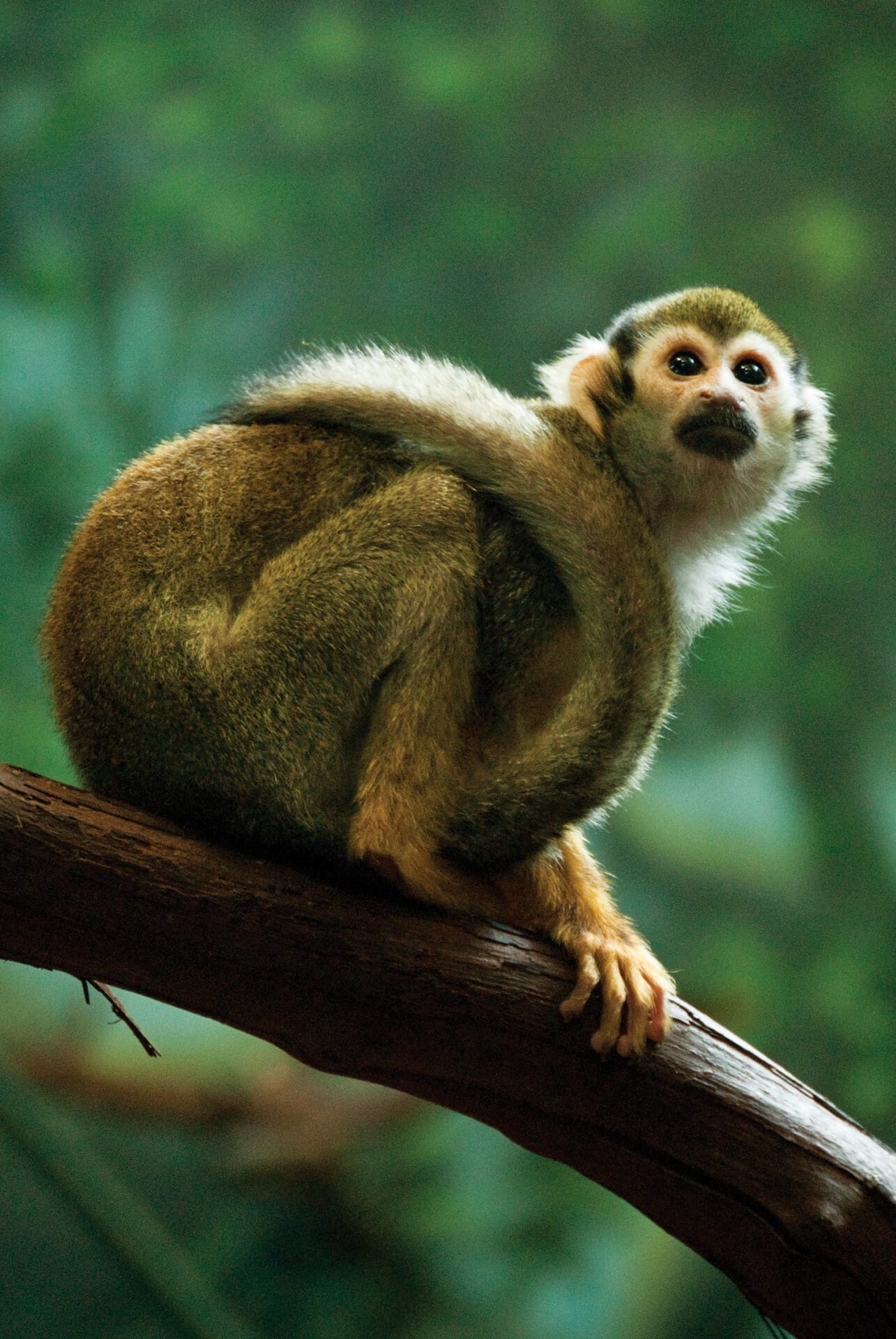 SquirrelMonkey 10