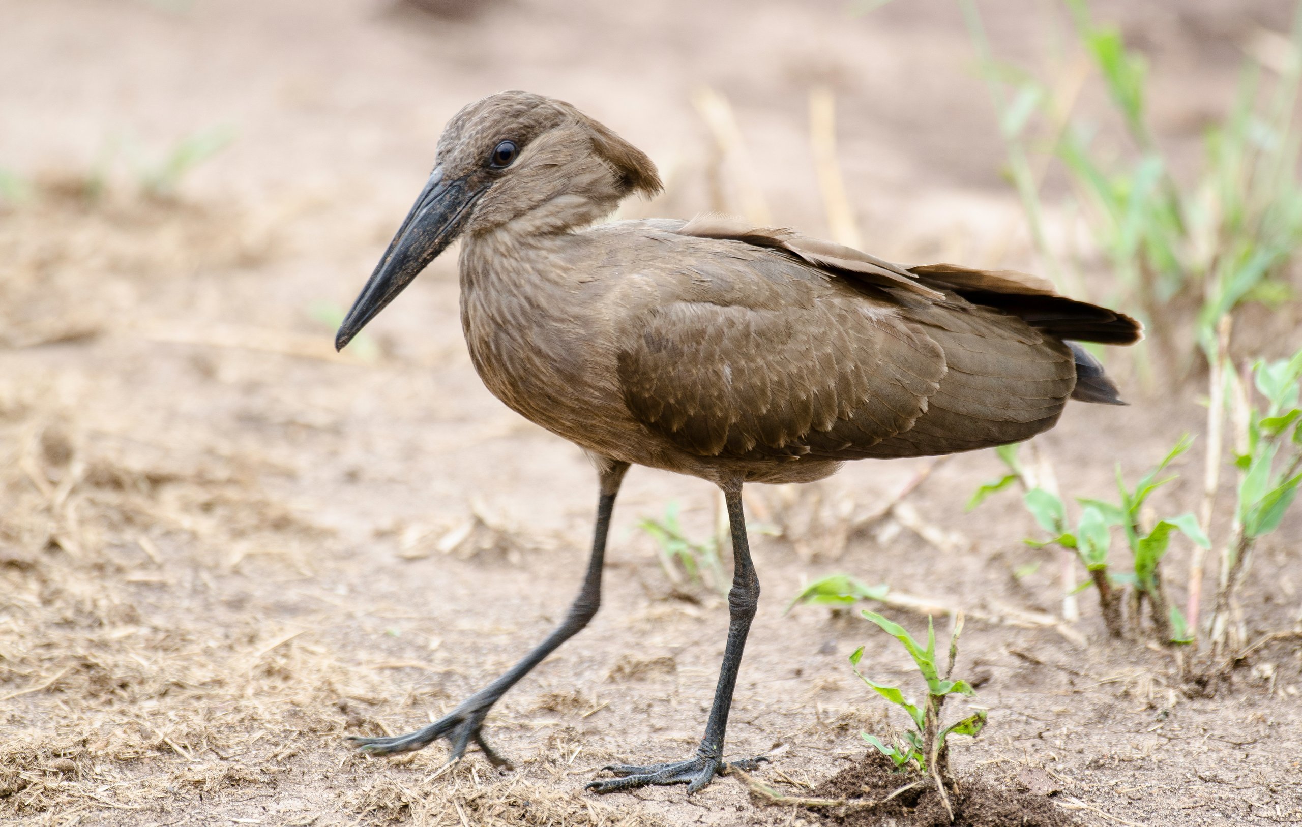 A hamerkop, one of the species guests can find inside the rainforest exhibit at the Philadelphia Zoo's McNeil Avian Center.
