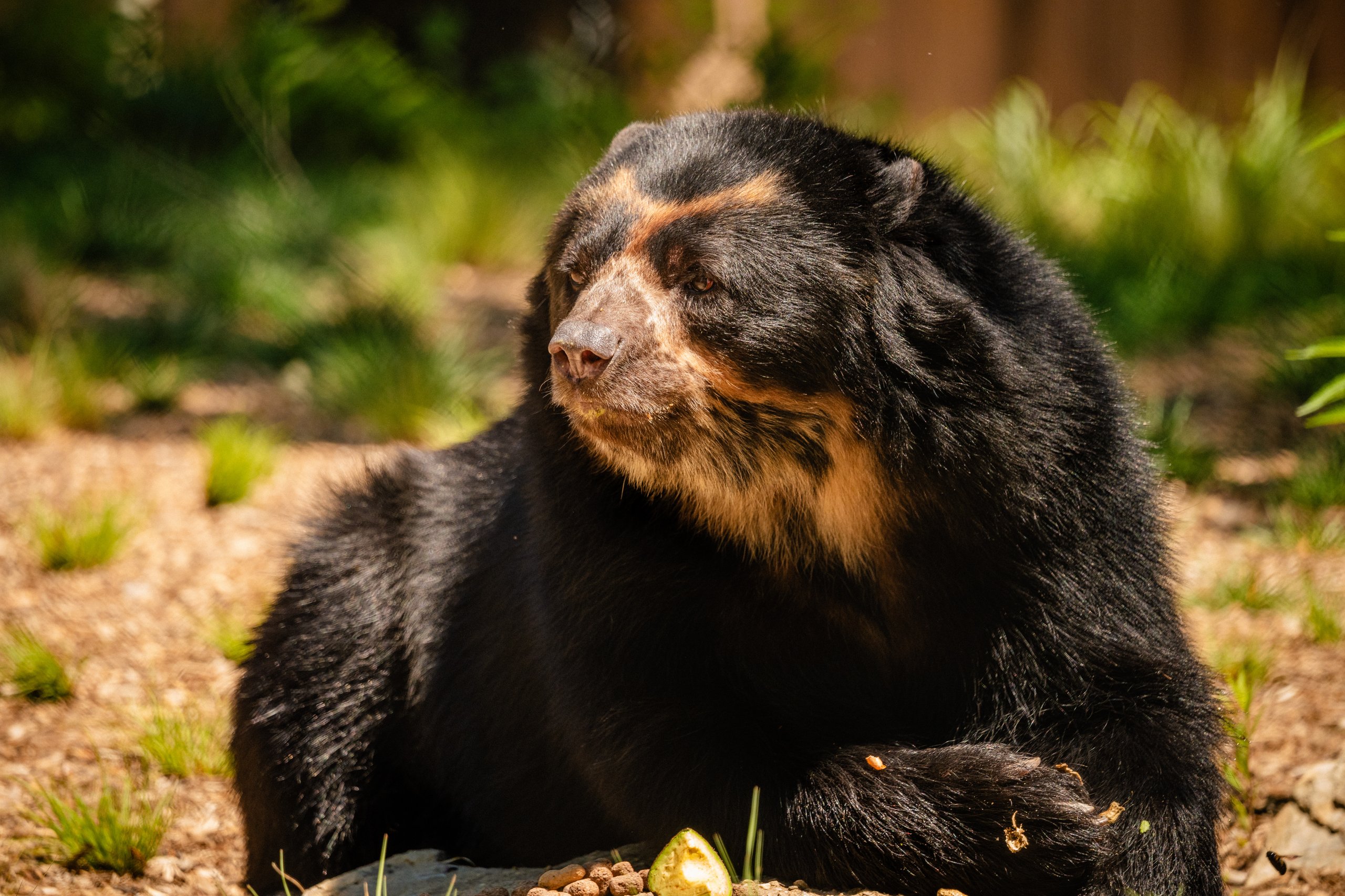 An Andean bear in its habitat at Carey Bear Country, the latest exhibit to open at Philadephia Zoo.