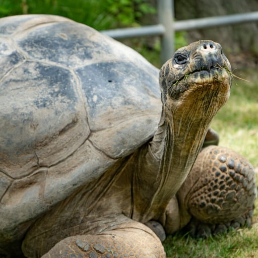 tortoise 05