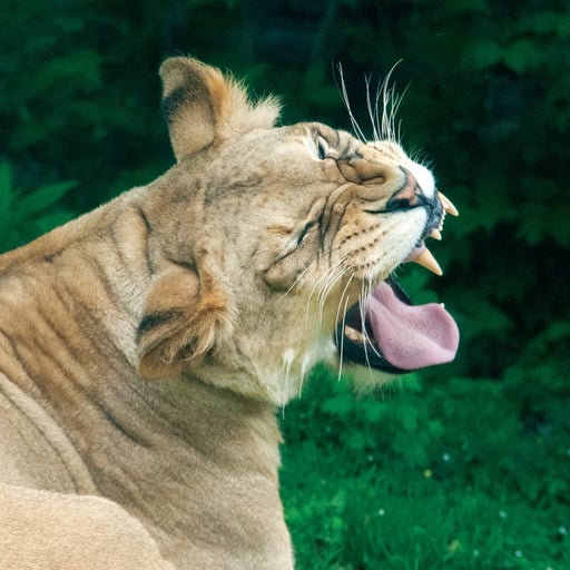 AfricanLion TajiriYawning 1