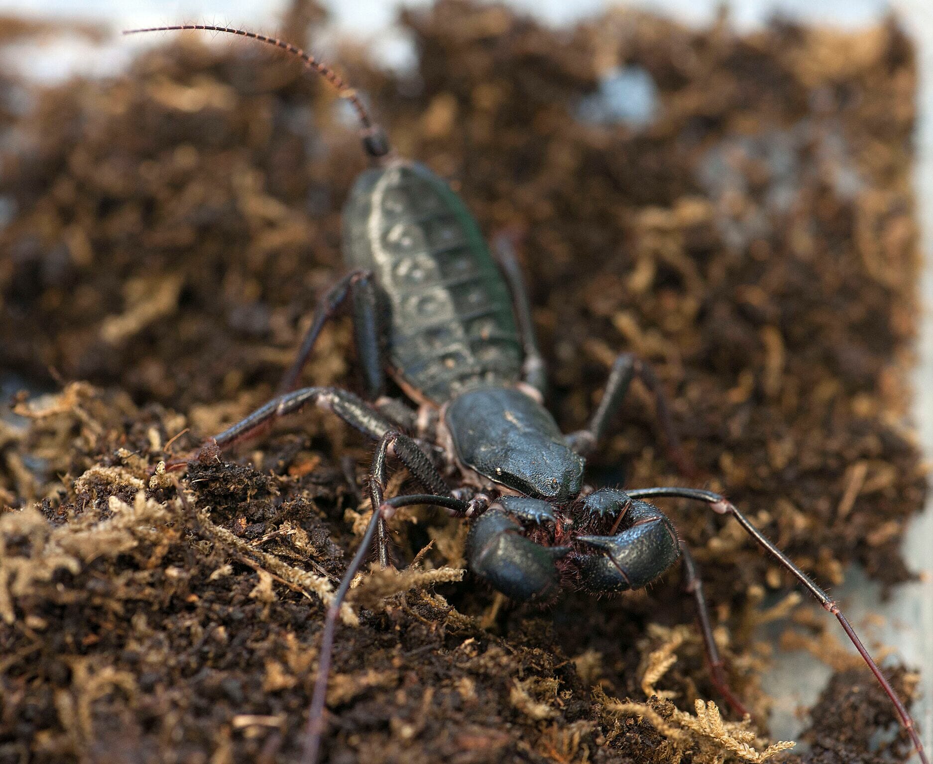 Spiders Alive Giant vinegaroon