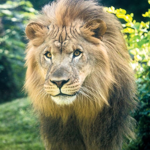 Lion 4