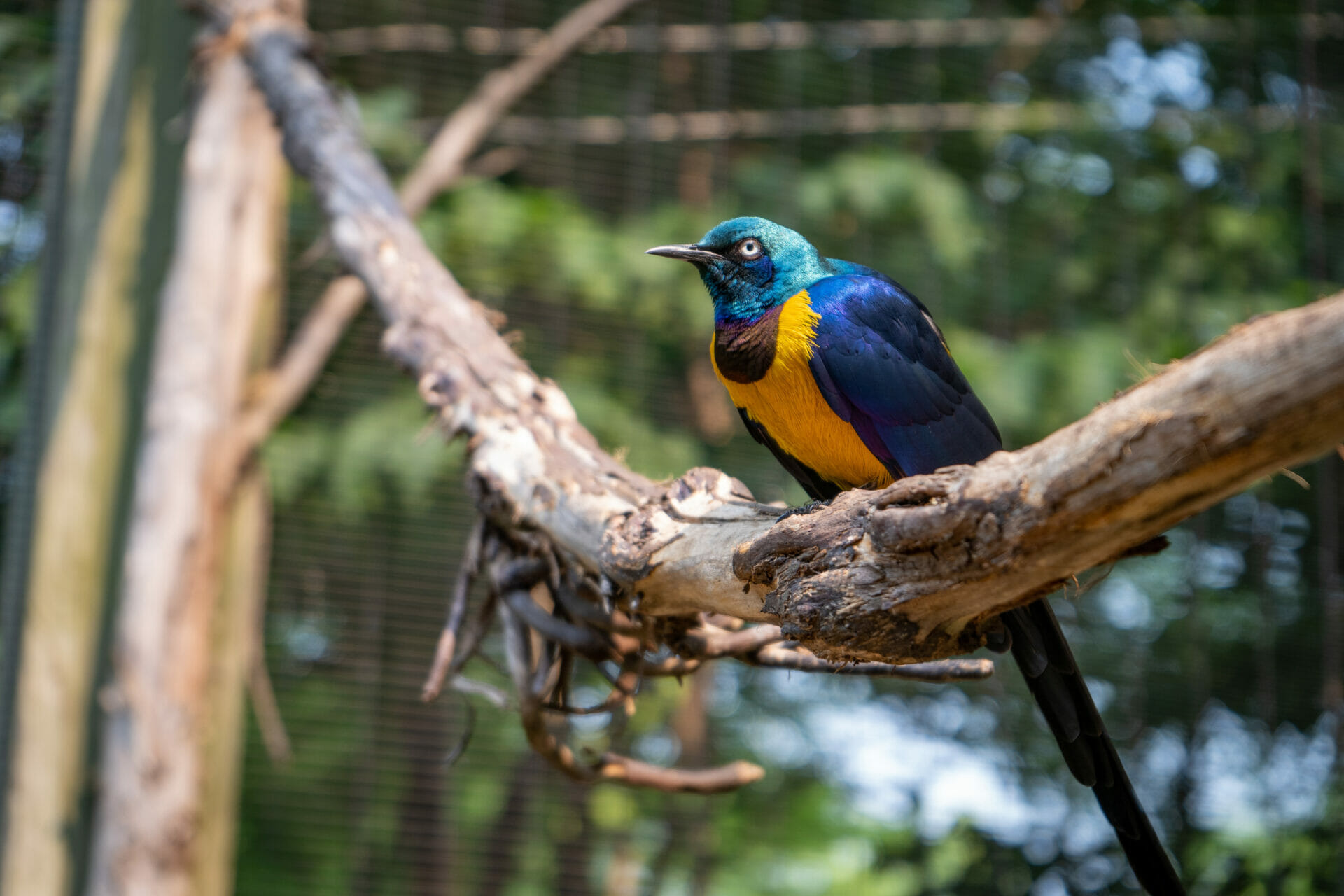 A colorful bird sits on a branch inside the Wings of the World exhibit at Philadelphia Zoo.