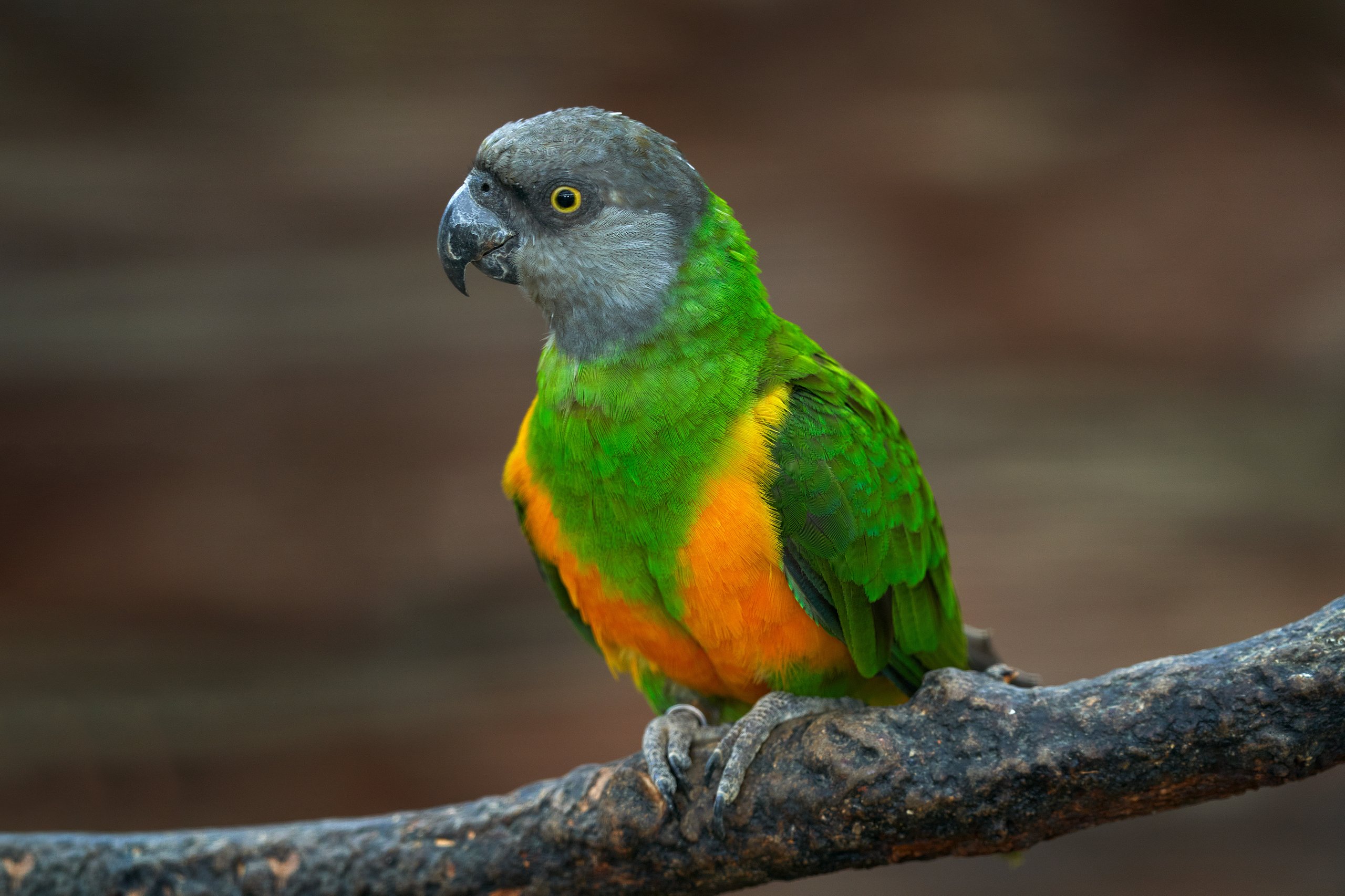 An Eastern Senegal parrot, one of the species guests can find inside the rainforest exhibit at the Philadelphia Zoo's McNeil Avian Center.