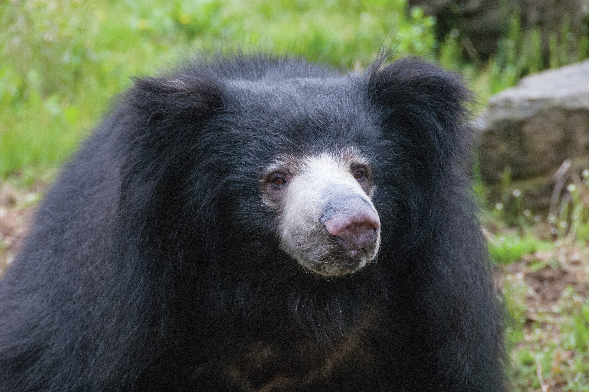 A sloth bear explores its habitat in Bear Country at Philadelphia Zoo.