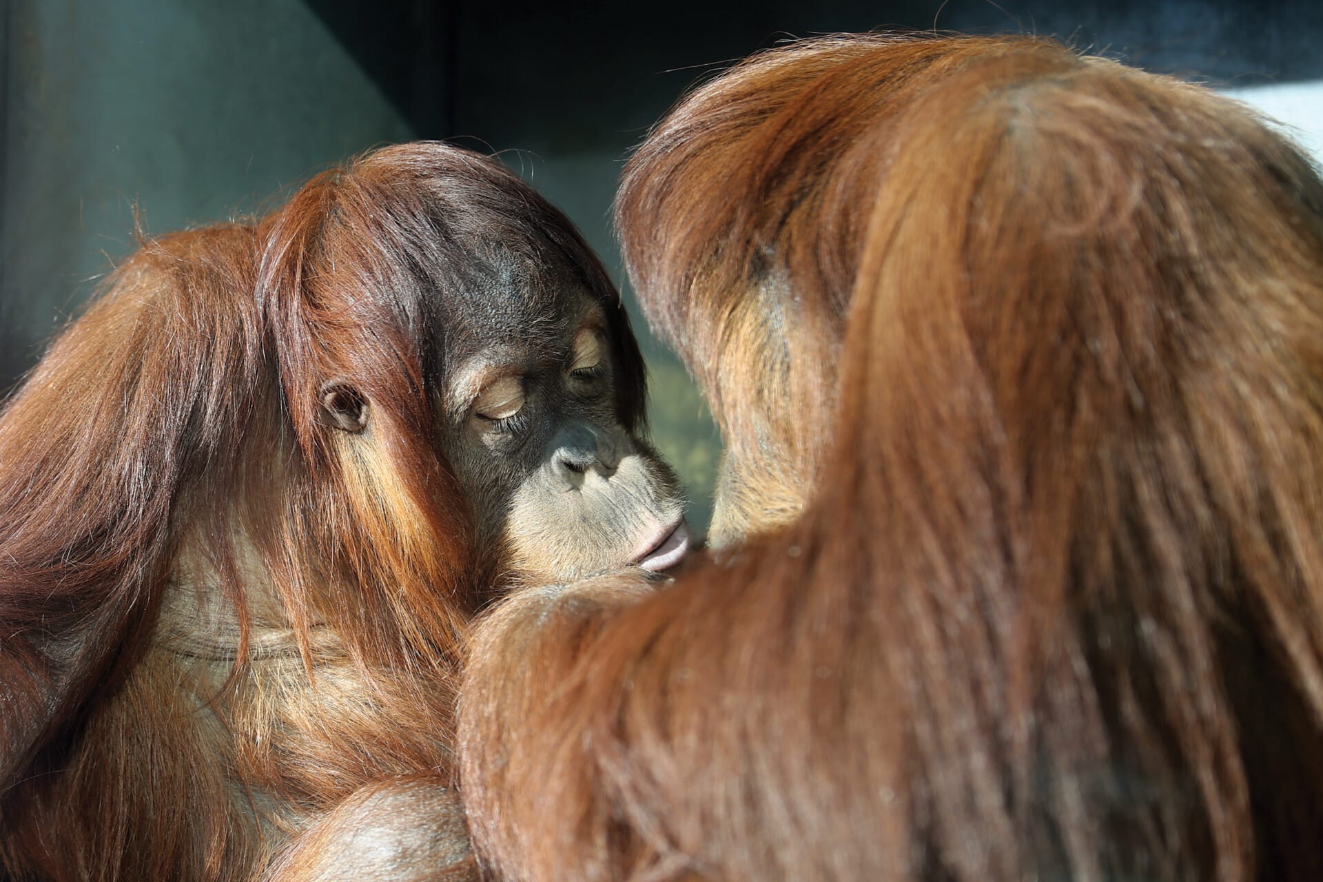 Orangutan JMiner RBatuLTua 5318