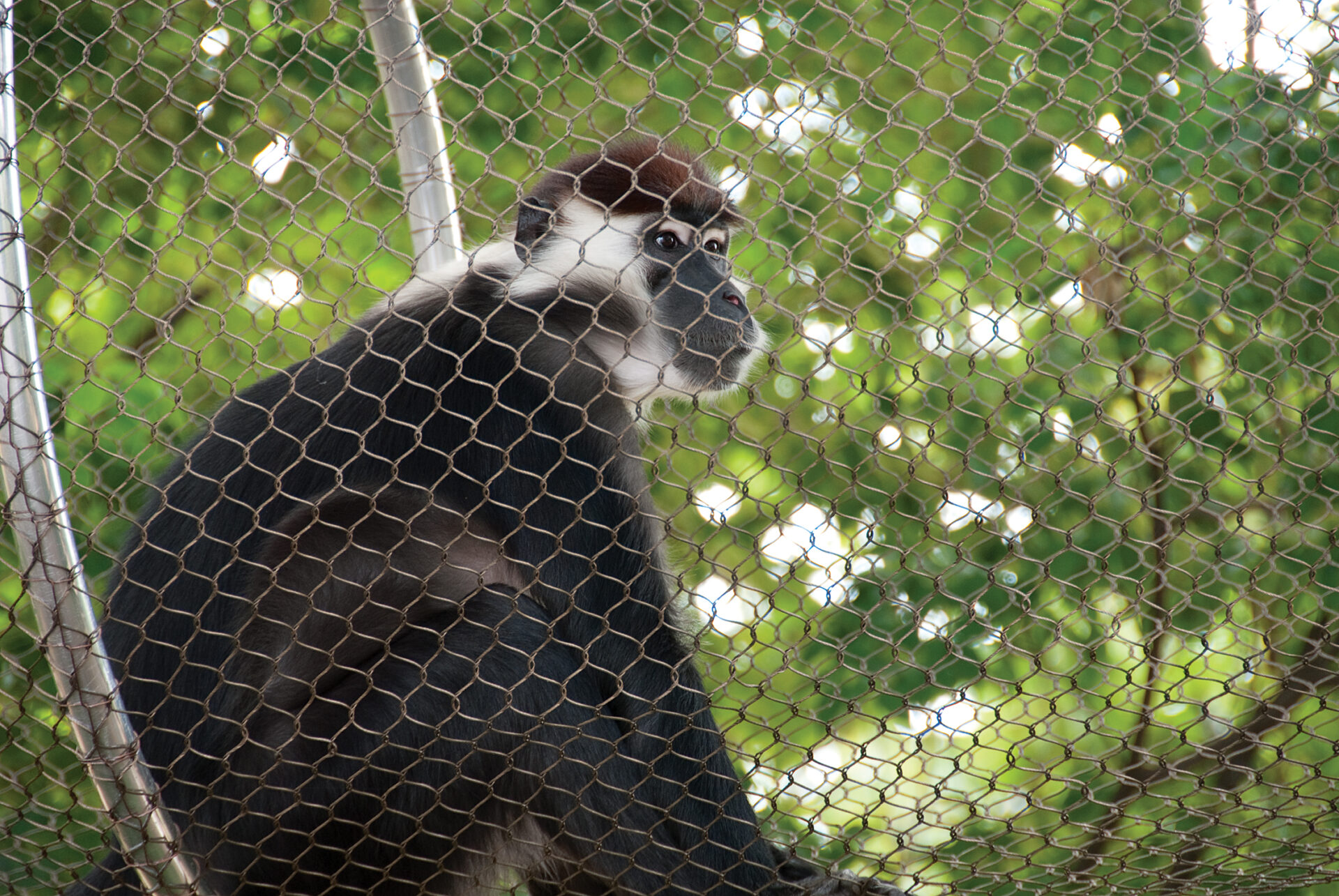 Red cappedMangabey Storm 02