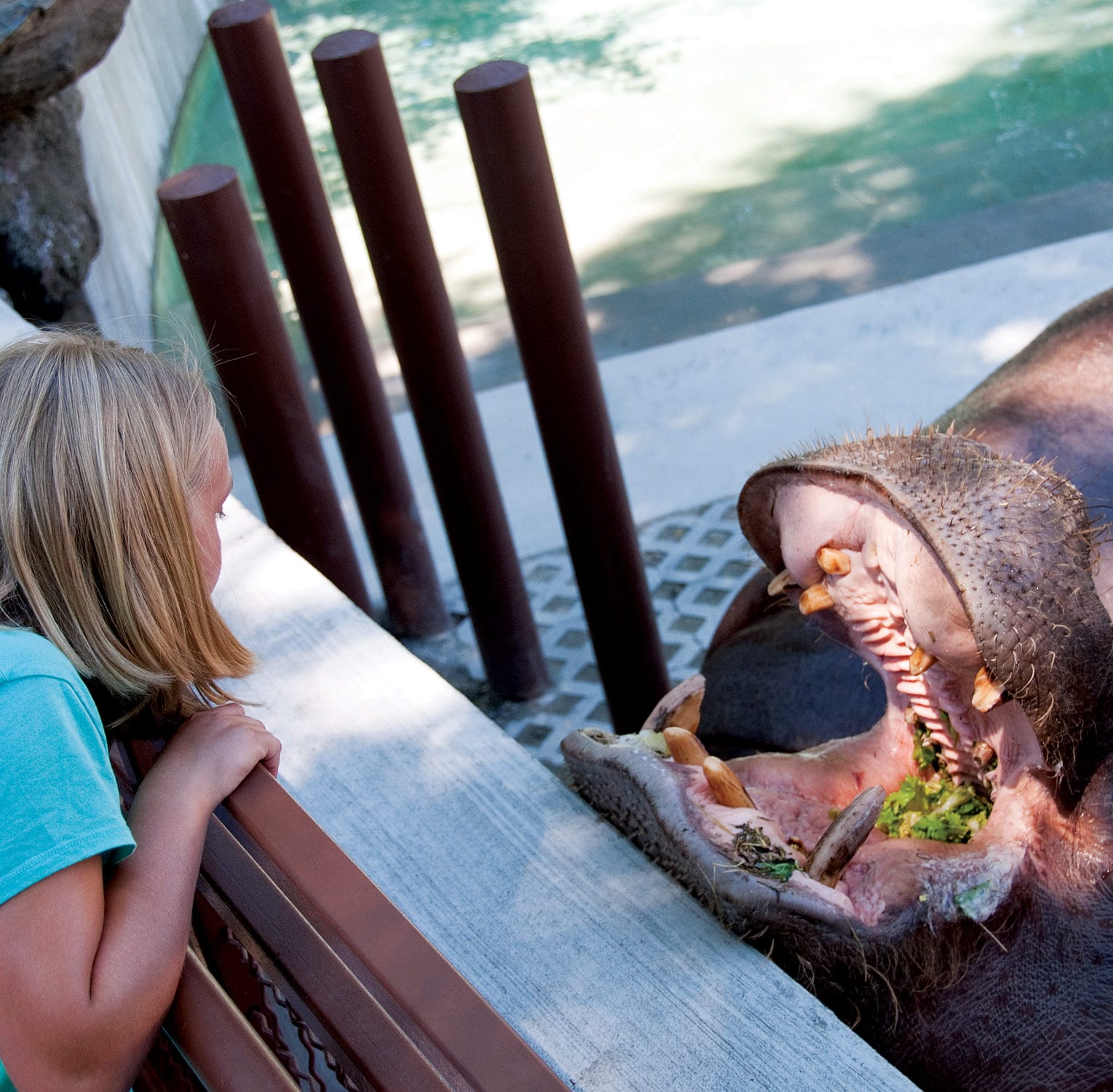 HippoFeeding BehindTheScenes 02 e1573501956250