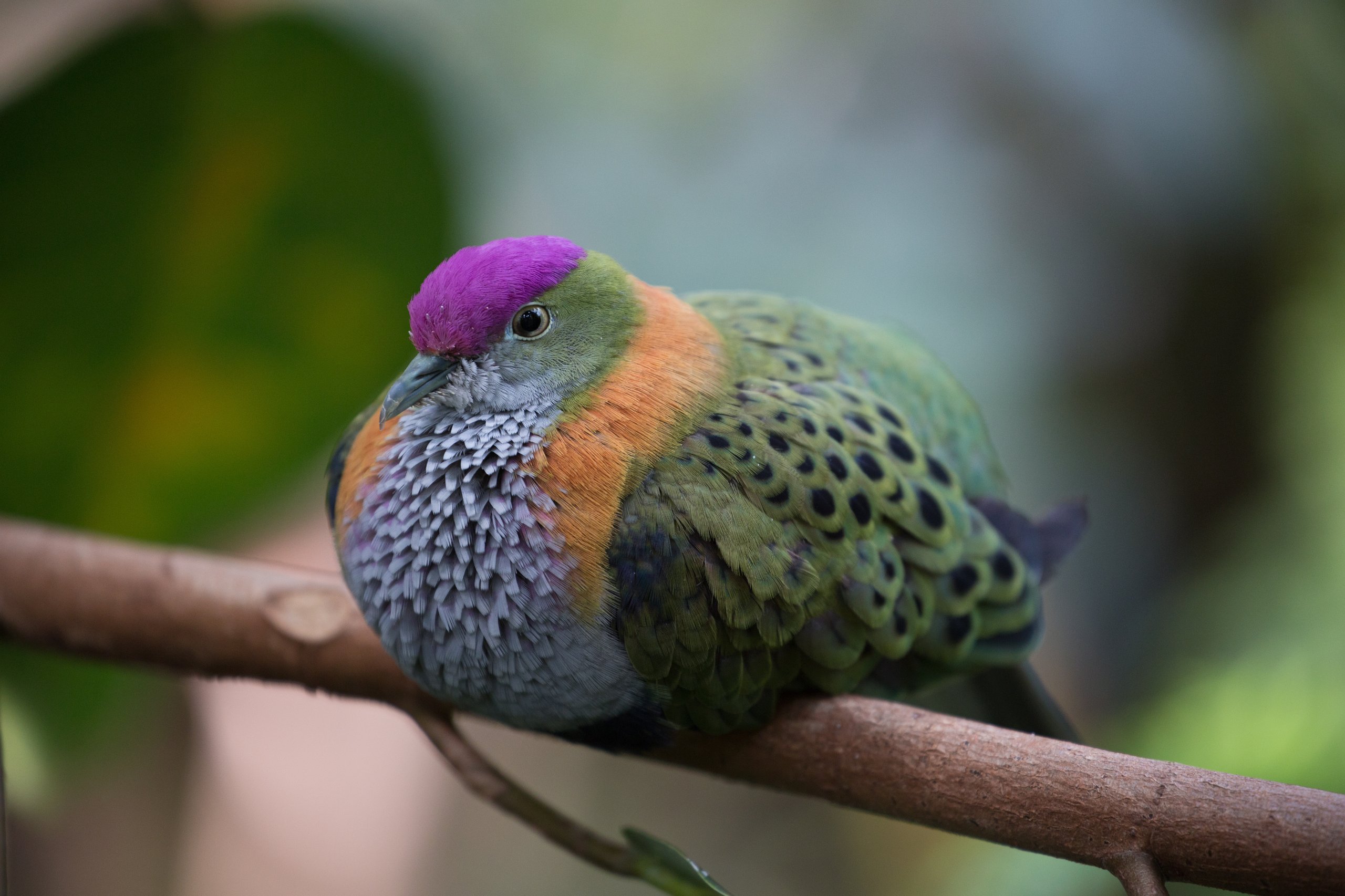 A pink headed fruit dove, one of the species guests can find inside the rainforest exhibit at the Philadelphia Zoo's McNeil Avian Center.