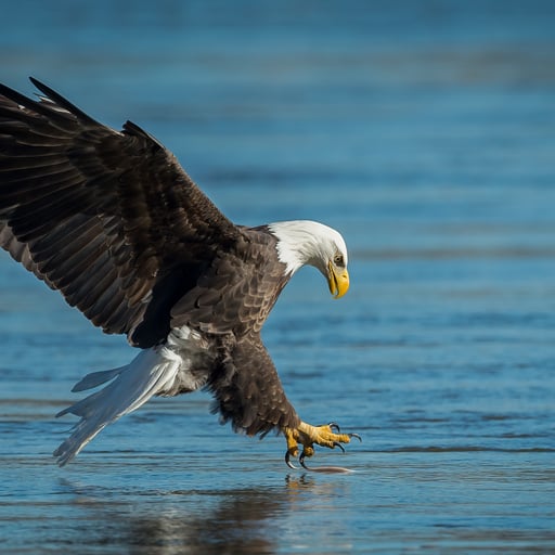 A bald eagle (haliaeetus leucocephalus) fishing.