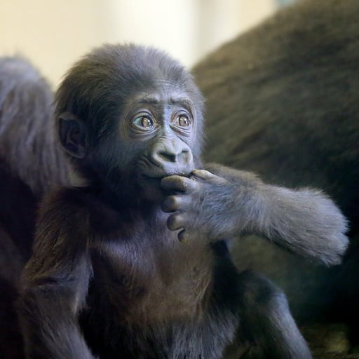 WesternLowlandGorilla Amani JMiner 1349