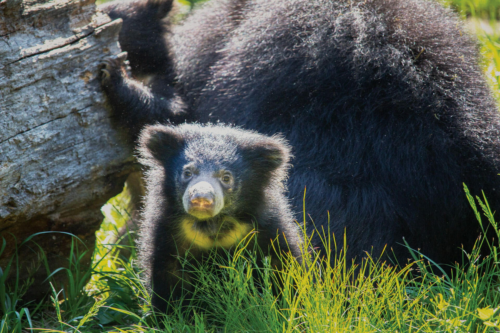 SlothBear Cubs FirstDayOut 05.17.23 3443