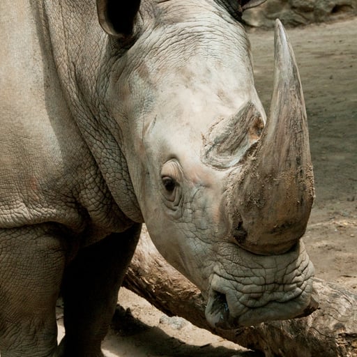 WhiteRhino 08