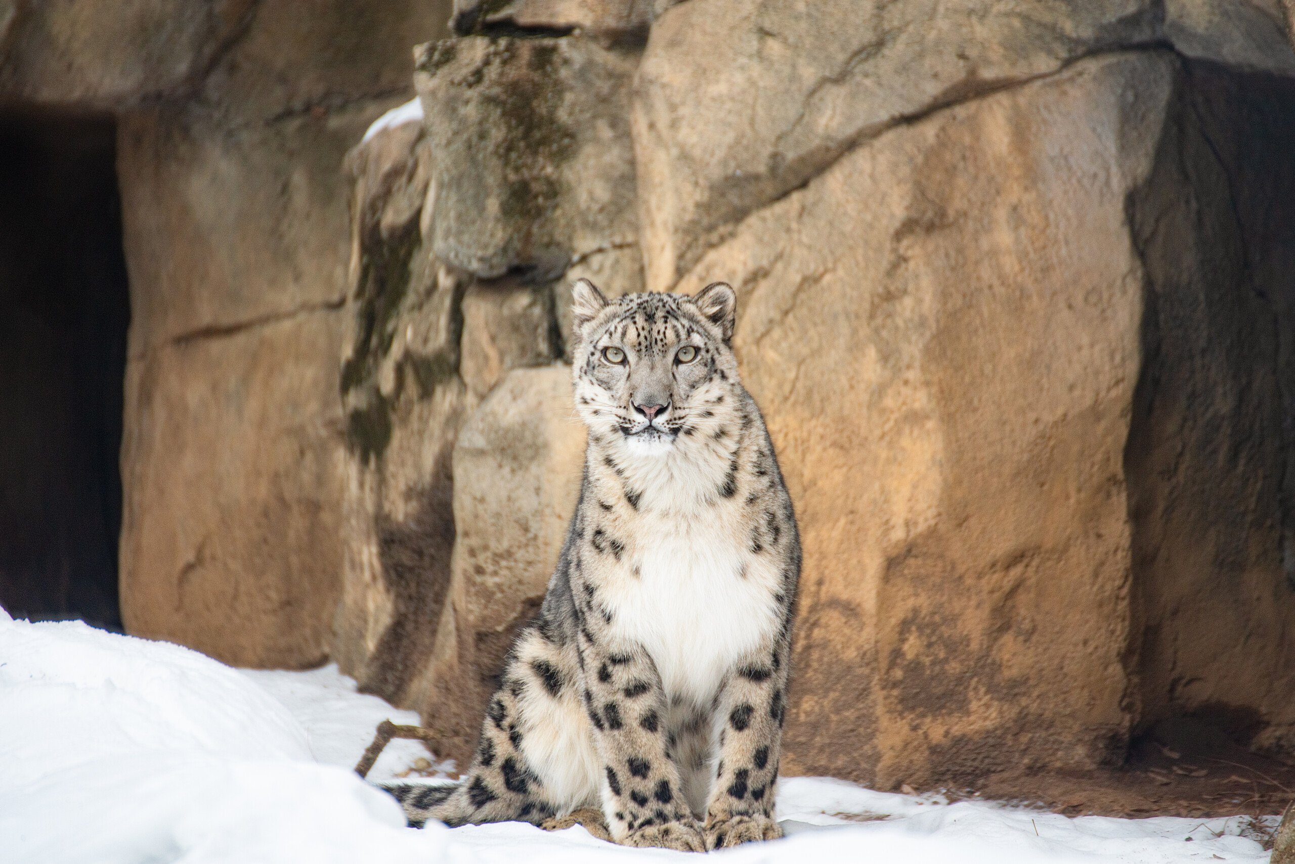 A snow leopard in its habitat in Big Cat Falls at Philadelphia Zoo.