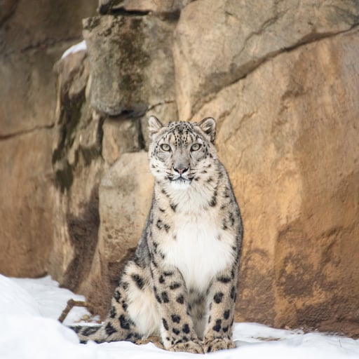 A snow leopard in its habitat in Big Cat Falls at Philadelphia Zoo.