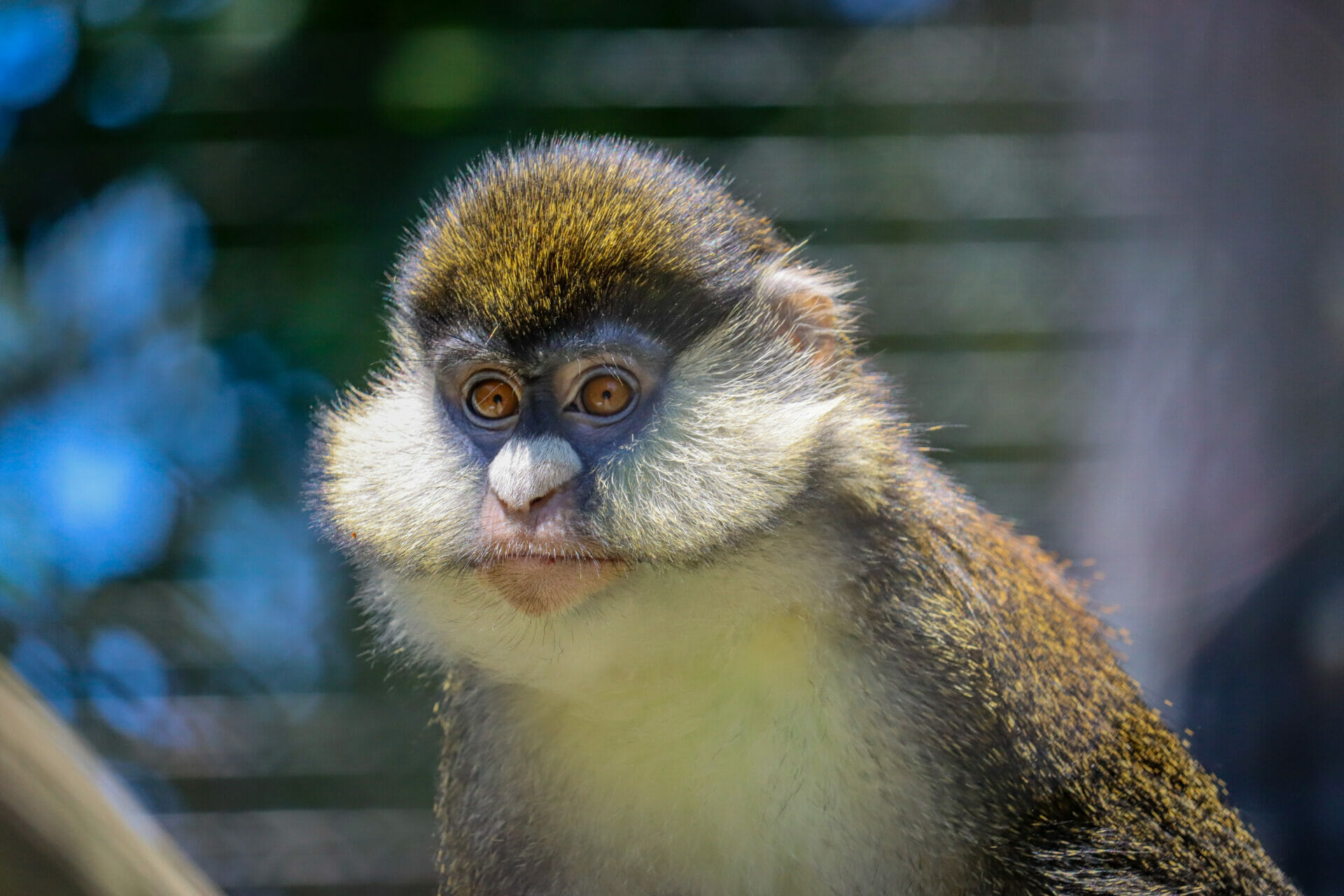 red tailed monkey 1