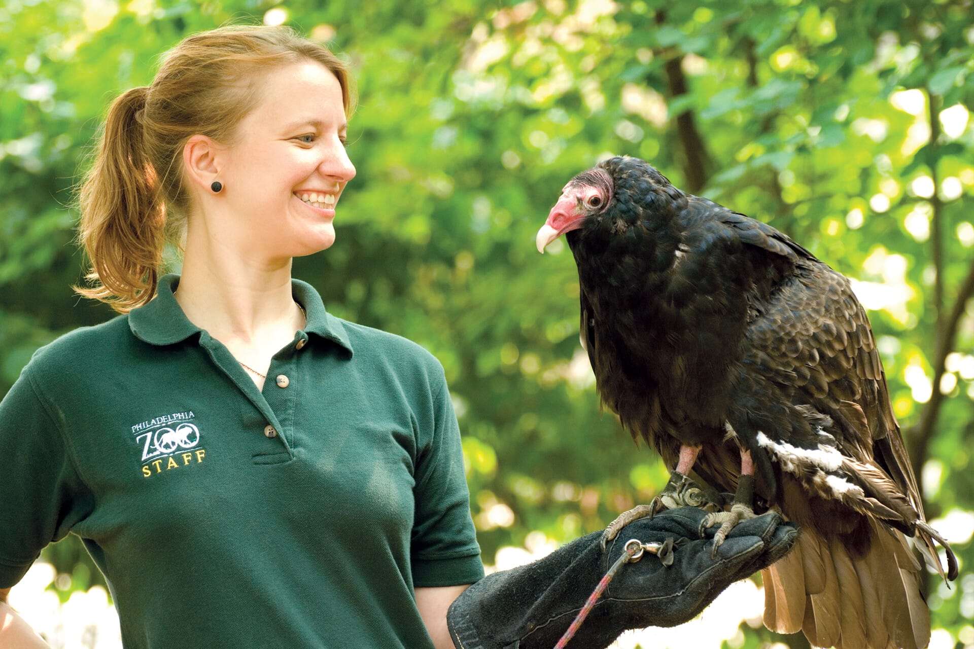 A turkey vulture sits on the gloved hand of a zookeeper.
