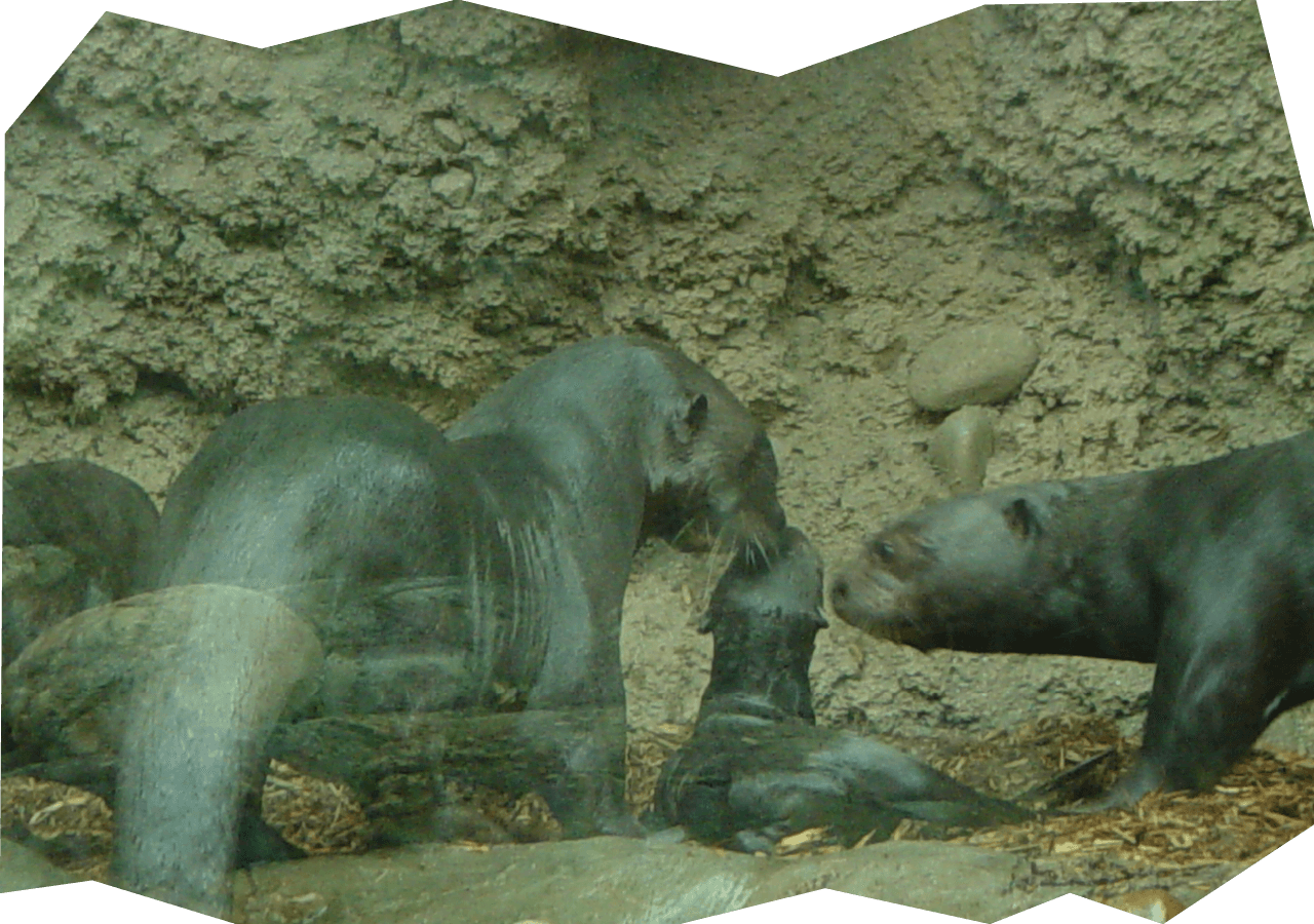 First successful birth of a giant river otter in North America