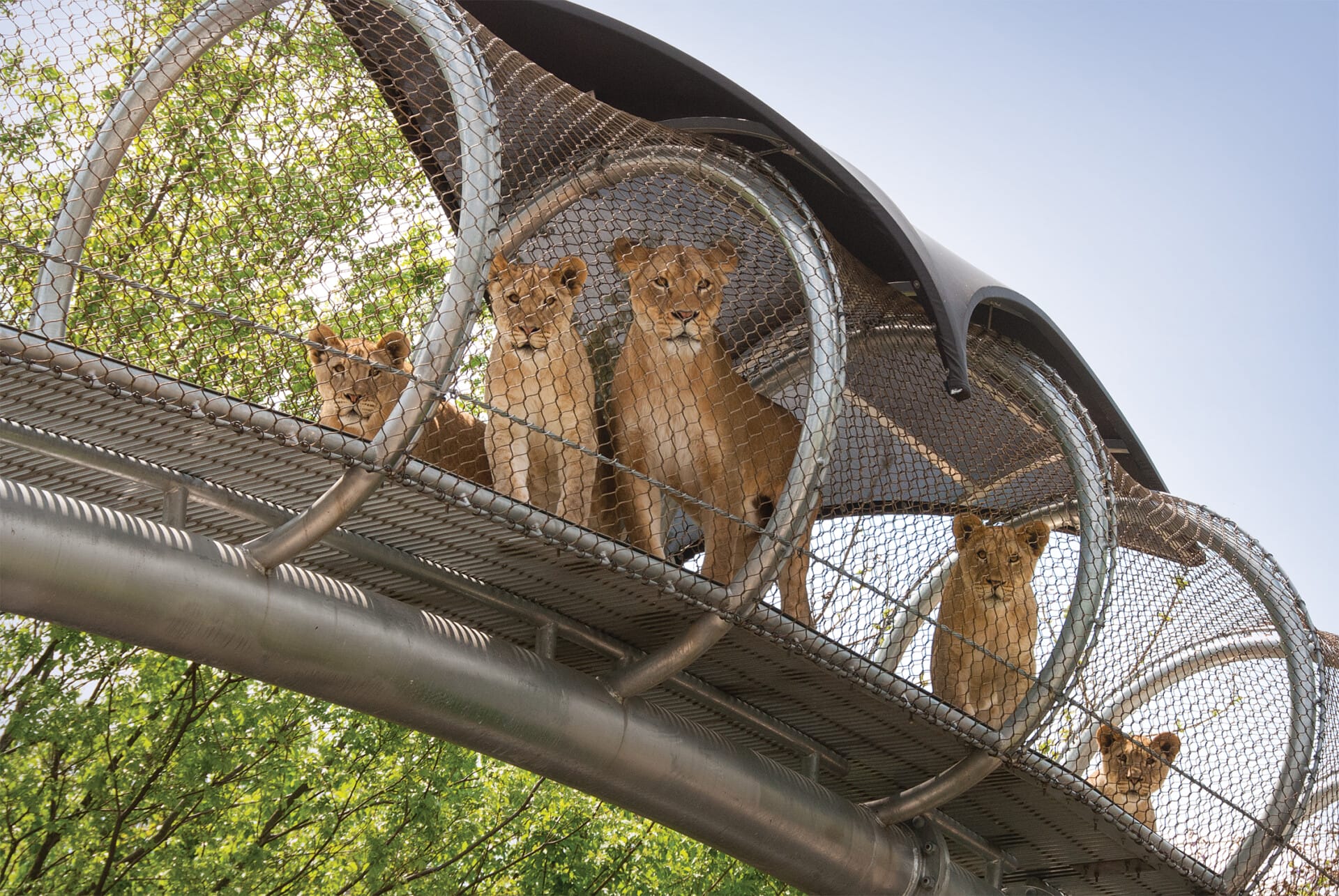 AfricanLionCubs BigCatCrossing 01