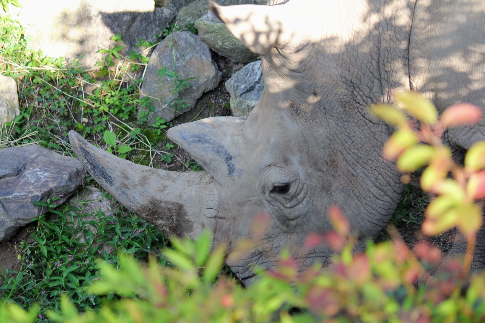 african plains rhino