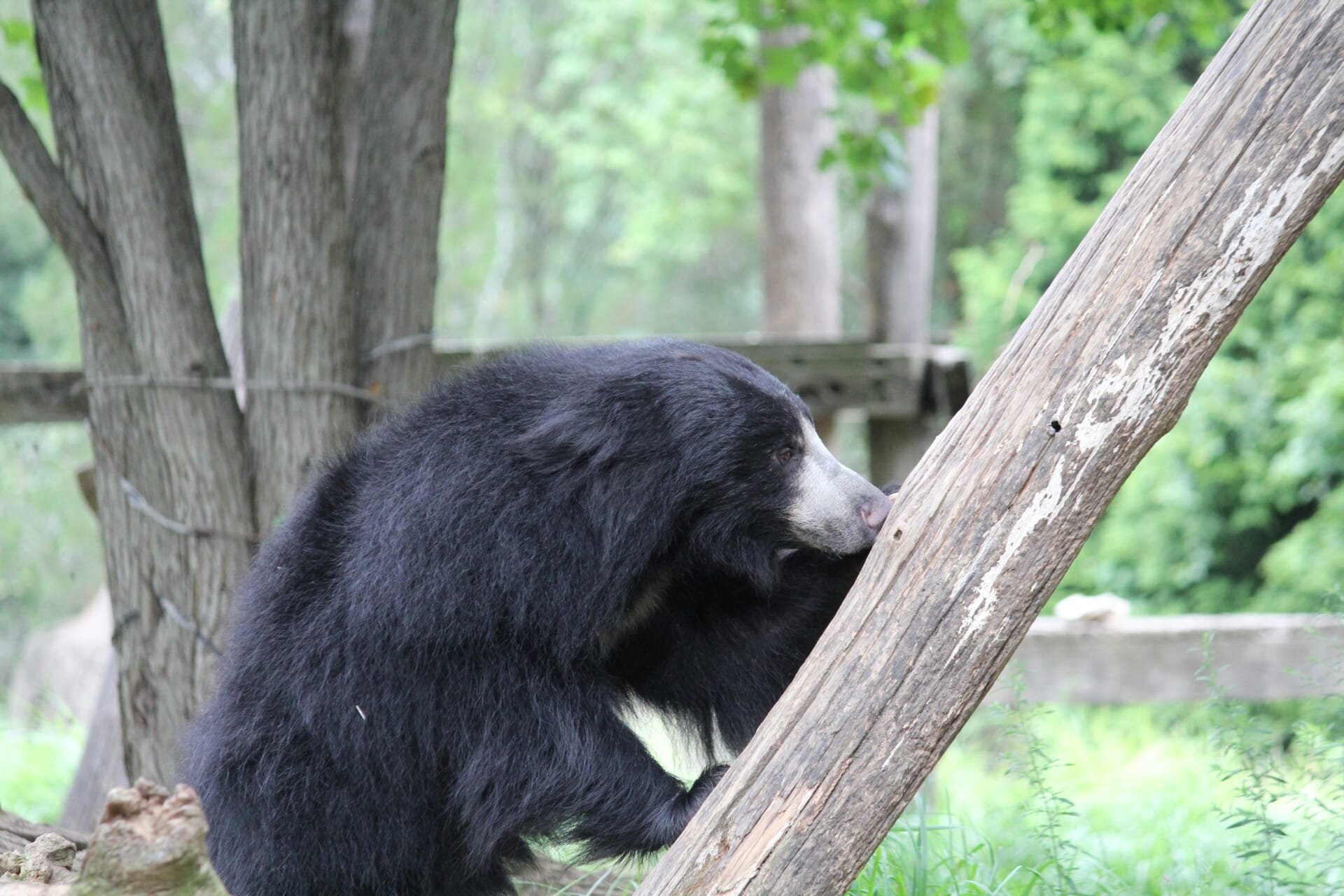 bear country sloth bear