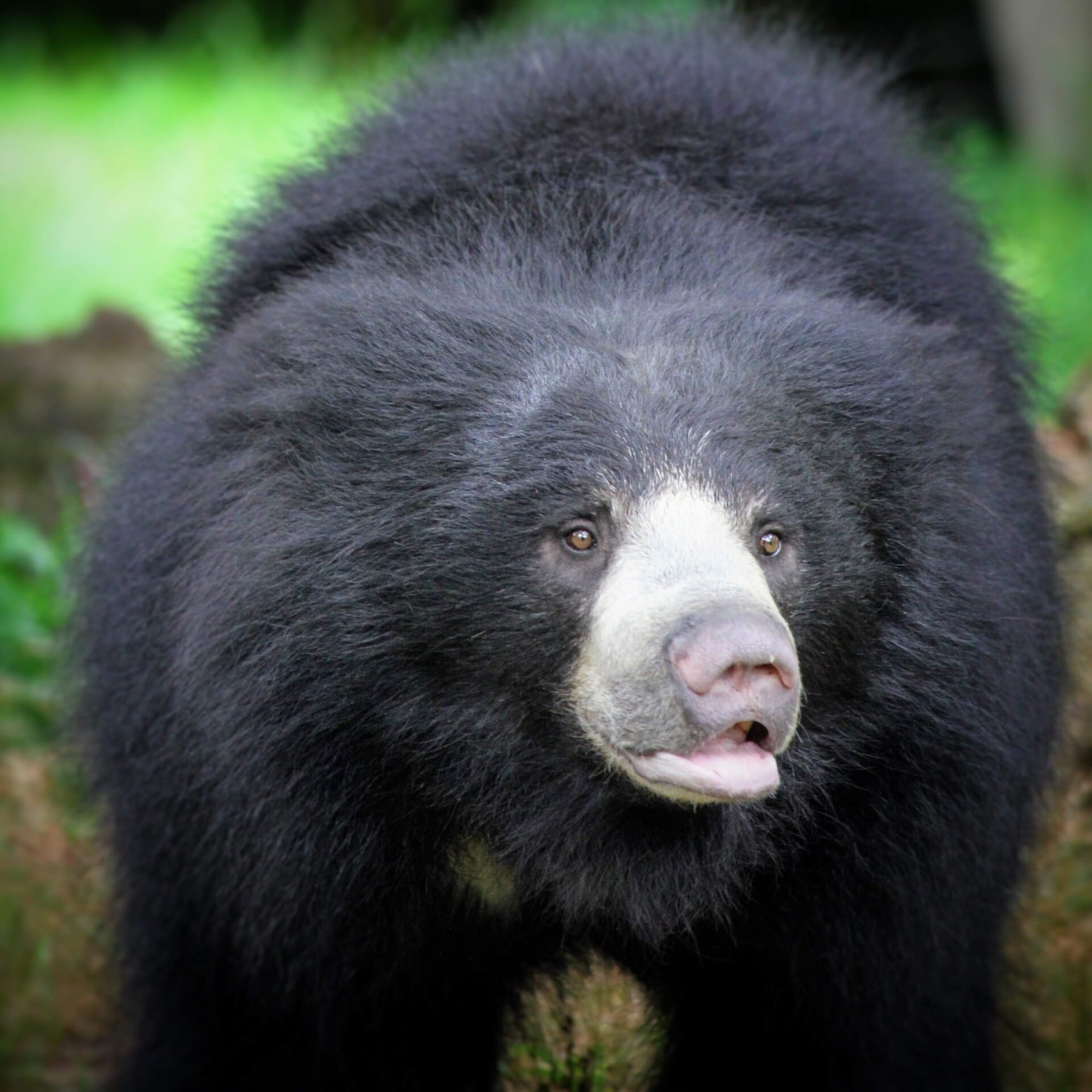 bear country sloth bear 2