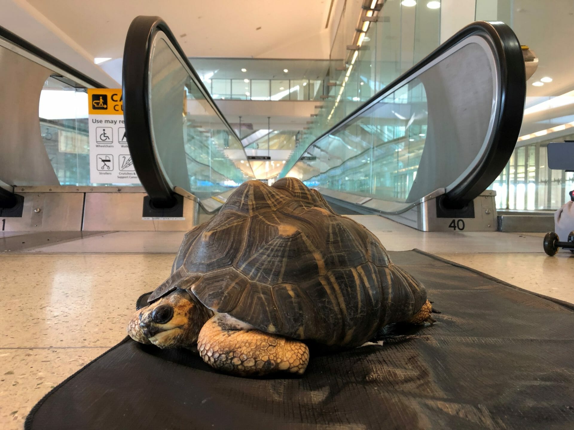 Airports & Armadillos: Philly Zoo Teams Up with PHL International to Bring Wildlife to the Airport