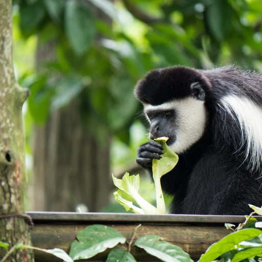 A black-and-white colobus monkey eats vegetation.